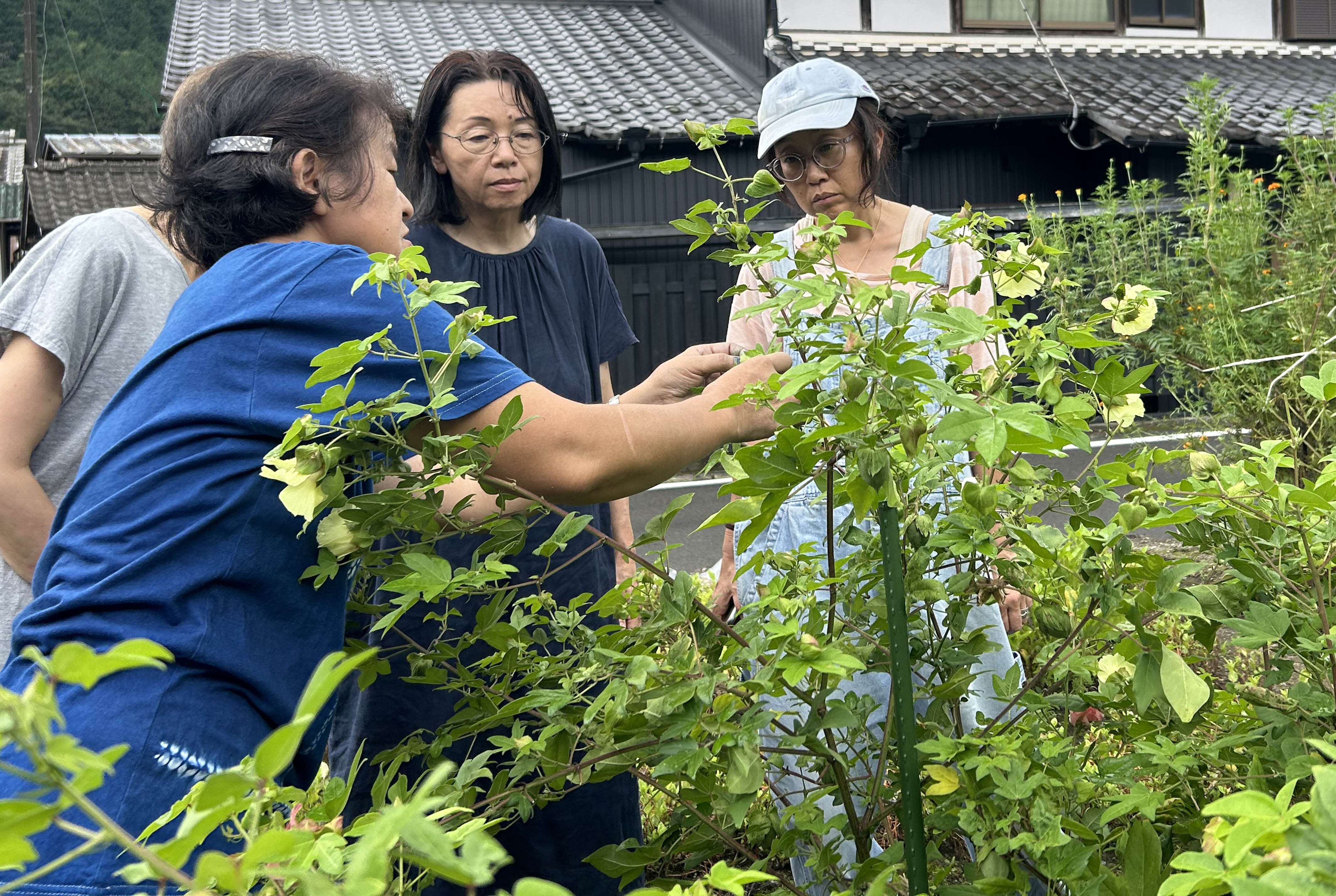和綿について説明をする中谷先生(手前)