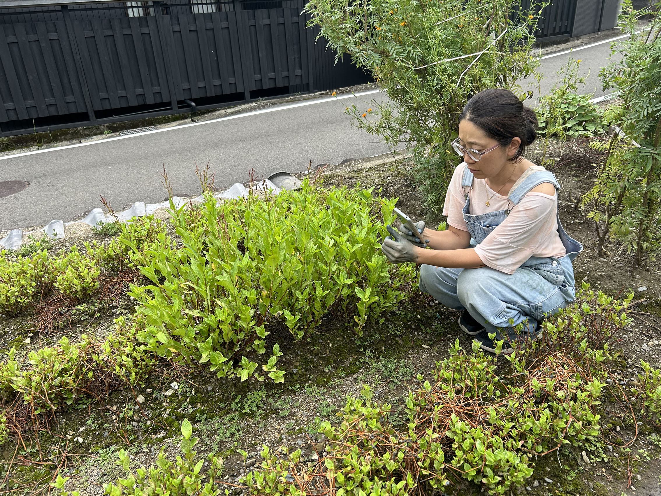 ▲藍で染まった手を、藍の畑でパシャリ!