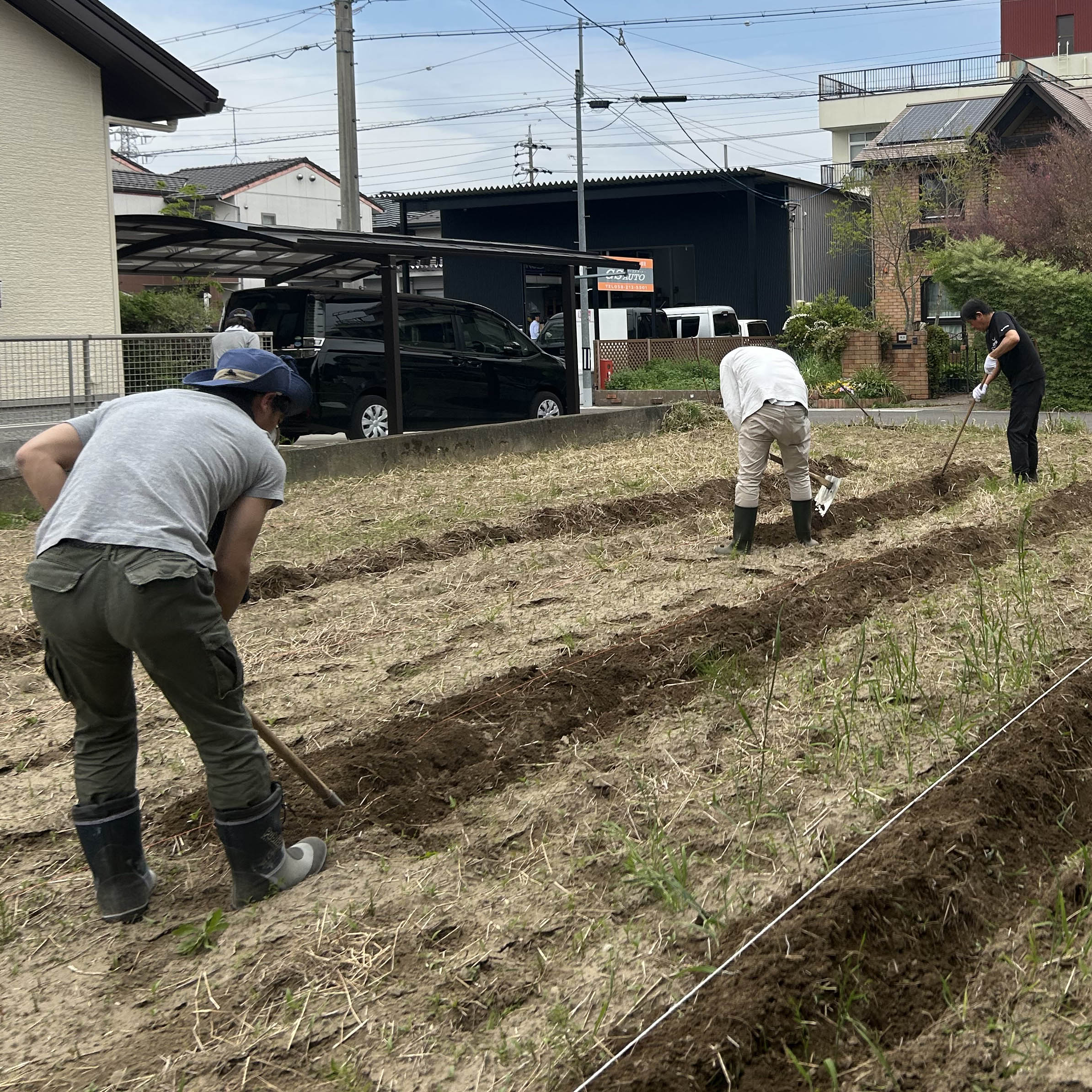 岐阜市福光の畑に和綿の種を蒔き、片隅に小さな藍畑も作りました！